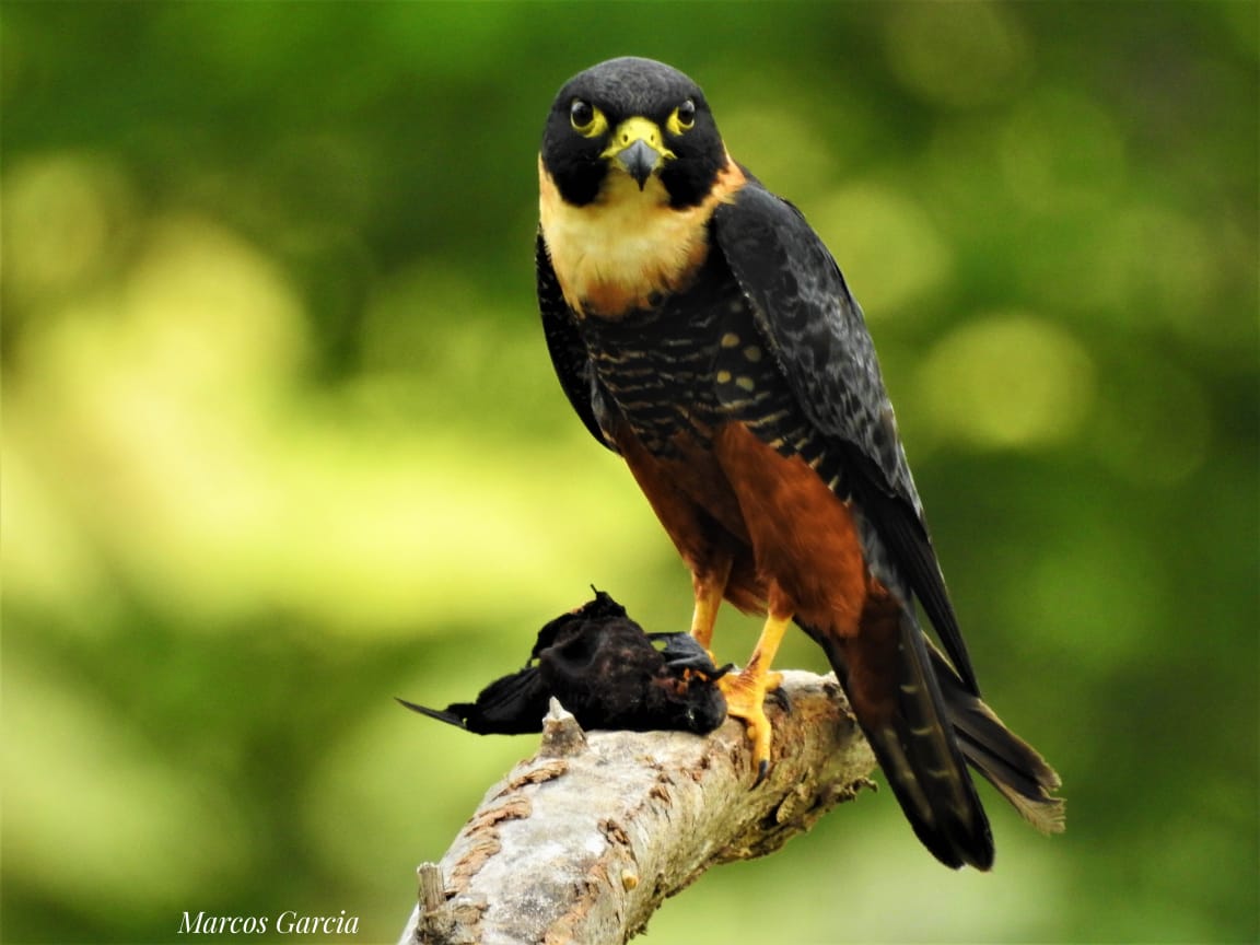 Finca Siempre Verde Mastatal, Rural Tourism, Horseback Riding, Natural building, Tours to La Cangreja, Organic Farm, Volunteers and Spanish School in Puriscal, Costa Rica